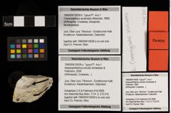 Foto (Objekt + Etiketten) von Abyssophthalmus schultzi (Schweitzer & Feldmann, 2009) (NHMW-GEO-1990-0041-0039a)